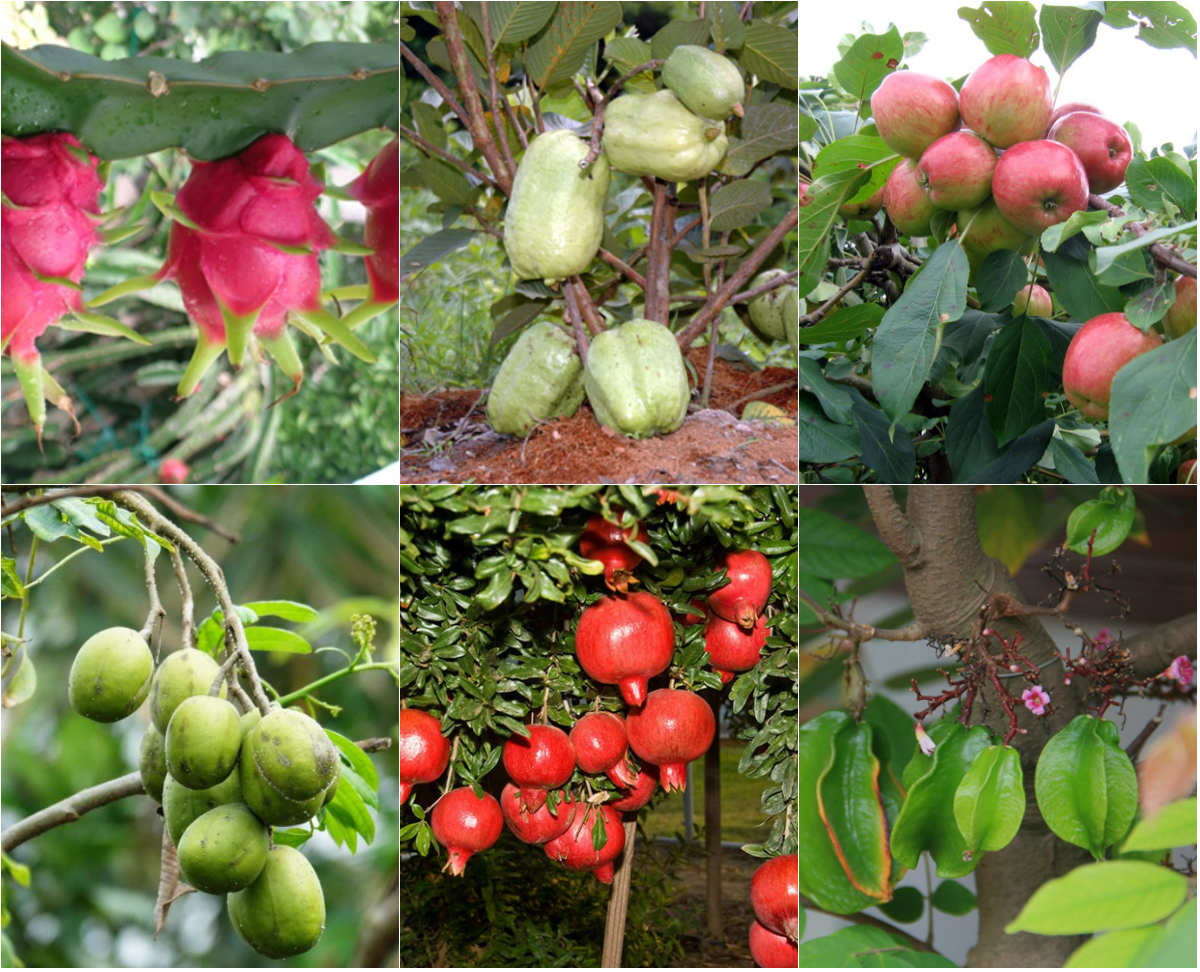 Nên trồng cây an quả gì trong vườn nhà