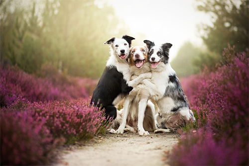 Hơn 600 hình ảnh 3 con chó đáng yêu và hài hước