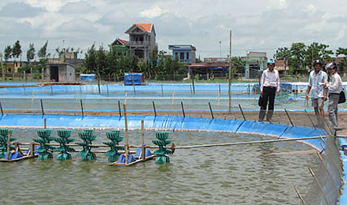 Nở rộ các mô hình nuôi trồng thủy sản bền vững  Báo Quảng Ninh điện tử