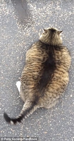 Mèo Mỹ béo phì: Mèo Mỹ béo phì không chỉ đáng yêu mà còn rất khỏe mạnh. Trong hình ảnh này, những chú mèo Mỹ béo phì đang làm việc chăm chỉ để giữ sức khỏe. Xem và động viên những chú mèo này bạn nhé!