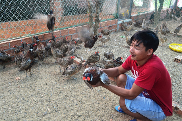 Kỹ thuật nuôi chim trĩ đỏ sinh sản làm giàu cho gia đình - Chợ Nông Sản  Khánh Hoà
