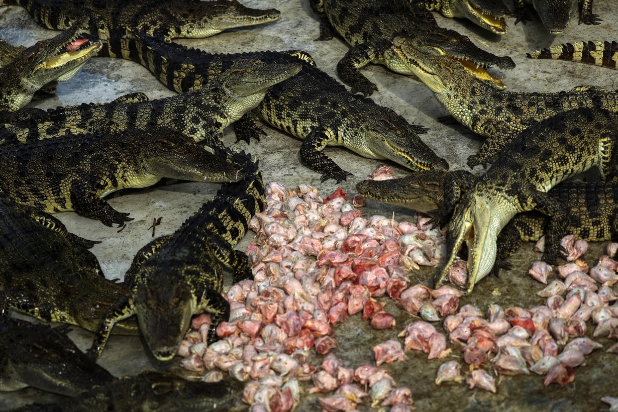 Cảnh nhung nhúc trong trang trại cá sấu lớn nhất Thái Lan