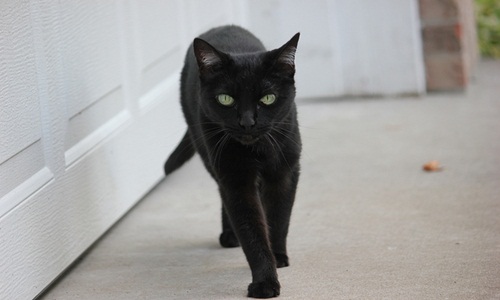 Mèo đen là con vật đáng yêu và đầy sự năng động. Những chú mèo đen thường có đôi mắt sáng và đôi tai thật nhanh nhẹn. Nếu bạn yêu thích mèo, chắc chắn bạn sẽ yêu thích chúng ngay từ cái nhìn đầu tiên. Hãy xem bức ảnh liên quan để cảm nhận những điều tuyệt vời mà mèo đen mang lại.