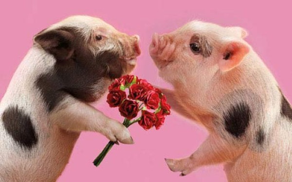 Bạn đang tìm kiếm một video hay về việc nuôi lợn cho vợ chồng của mình? Đừng bỏ qua bức ảnh đáng yêu này! Nó sẽ mang đến cho bạn rất nhiều kinh nghiệm cần thiết để bắt đầu việc nuôi lợn và giúp cho gia đình bạn thật hạnh phúc.