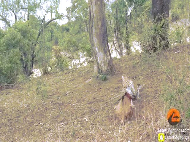 Video: Báo đốm giết bê, bị bò mẹ đuổi chạy tít lên cây