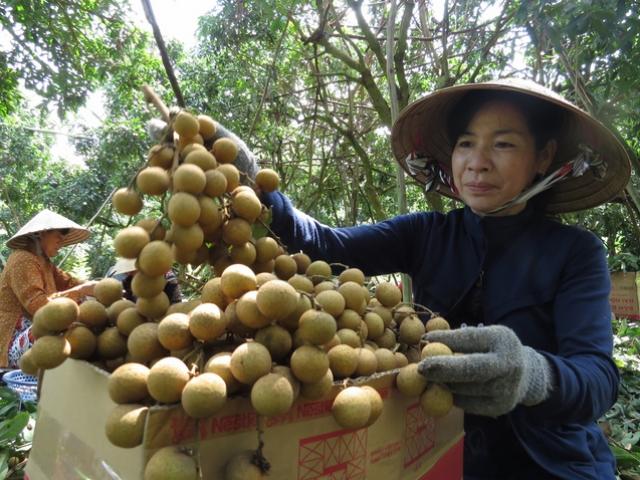 Chuyện nghe tưởng &quot;tréo ngoe&quot;: Nhà vườn chặt nhãn rồi lại trồng nhãn