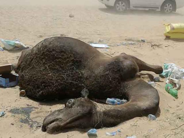 Ả Rập Saudi trừng phạt, ngàn lạc đà Qatar chết đói, khát
