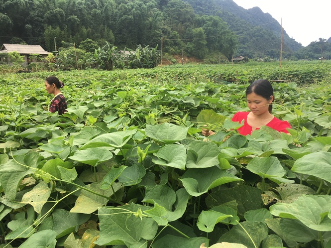 Bí thư thôn Then tiên phong đi đầu với mô hình trồng SuSu lấy ngọn   UBNDQuangBinh  HaGiang