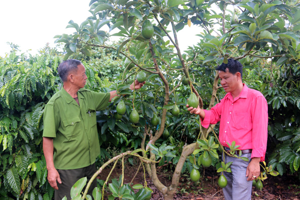 Bình Thuận Mô hình trồng xen đinh lăng dưới tán dừa đạt hiệu quả cao