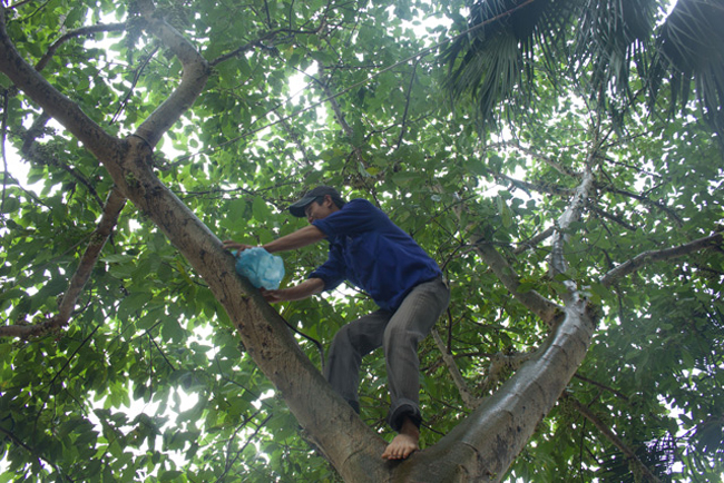 ha noi: man nhan cay sung qua moc chi chit canh ho thu le hinh anh 10