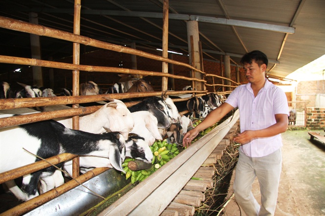 Hội thảo mô hình chăn nuôi dê sinh sản chất lượng cao tại xã Tam Hợp Tương  Dương