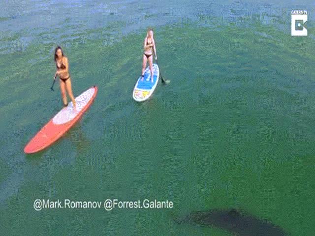Hai cô gái mặc bikini bị 5 cá mập bao vây ở Mỹ