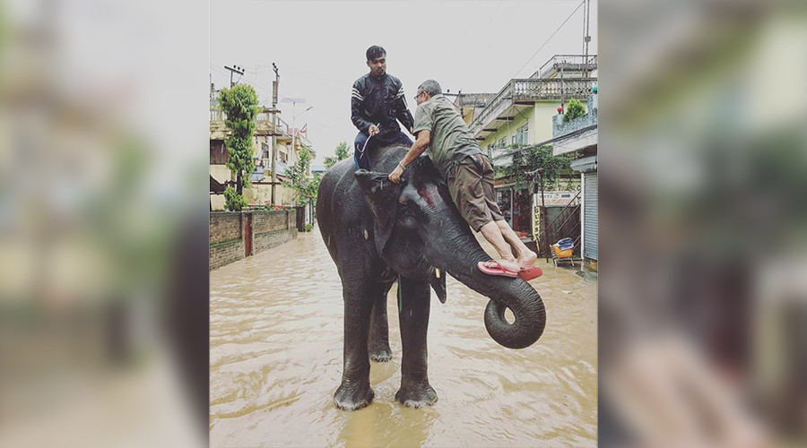 Voi cứu người trong lũ