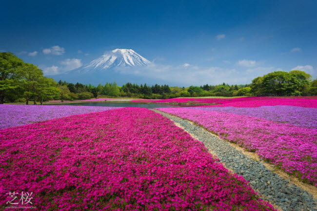 Kỳ quan thiên nhiên Nhật Bản: Nhật Bản là đất nước của những kỳ quan tự nhiên tuyệt vời như núi Phú Sĩ, bãi biển Shirahama và rừng phong đỏ. Đừng bỏ lỡ cơ hội chiêm ngưỡng những kỳ quan thiên nhiên của Nhật Bản trong ảnh!