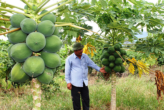 TTV Mô hình trồng cây ăn quả đạt hiệu quả cao  Đài PTTH Tuyên Quang