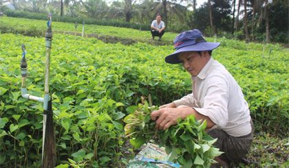 Nông dân trồng rau làm giàu ở tỉnh Tiền Giang và tỉnh Long An hối hả bơm  trữ nước ngọt đề phòng điều này