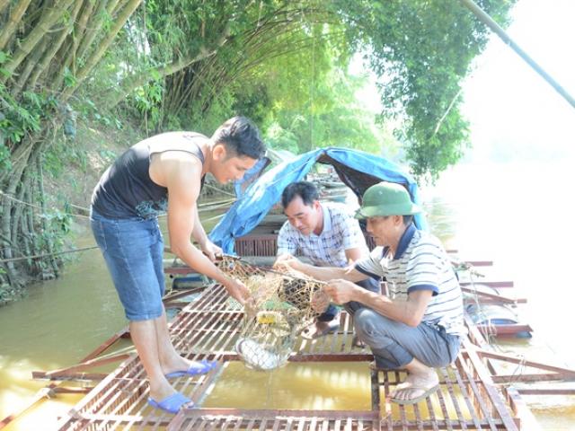 Nuôi &quot;chúa tể dòng sông&quot;, bán giá 600.000 đồng/kg, cả làng sung túc