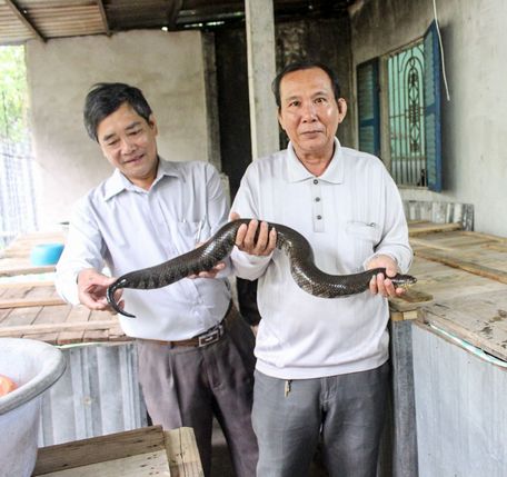 Bạn đã từng nghĩ đến việc nuôi rắn? Xem hình ảnh này để xem tại sao rắn có thể là một lựa chọn ý nghĩa cho những người yêu thú cưng độc đáo.