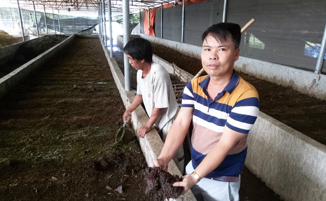 Nuôi Trùn Quế Ở Quảng Ngãi Mô Hình Kinh Doanh Hiệu Quả