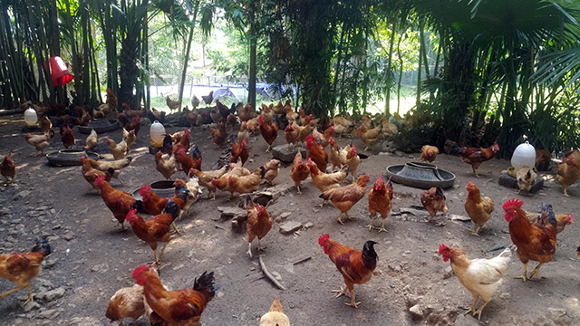 Mô hình chăn nuôi gà đồi ở Phú Thọ  VnExpress