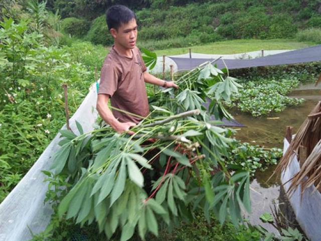 Nuôi con siêu đẻ ở ao cạn, ăn lá cây, bèo tấm, bán hơn 100 ngàn/kg