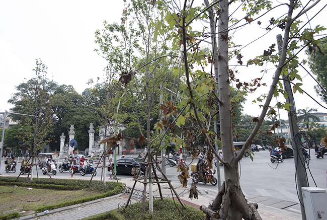 anh: nhieu cay phong la do trong o ha noi heo ru tu goc toi ngon hinh anh 1