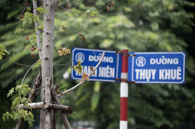 anh: nhieu cay phong la do trong o ha noi heo ru tu goc toi ngon hinh anh 2