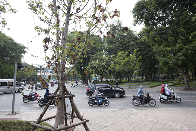 anh: nhieu cay phong la do trong o ha noi heo ru tu goc toi ngon hinh anh 5