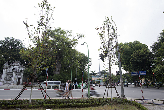 anh: nhieu cay phong la do trong o ha noi heo ru tu goc toi ngon hinh anh 9