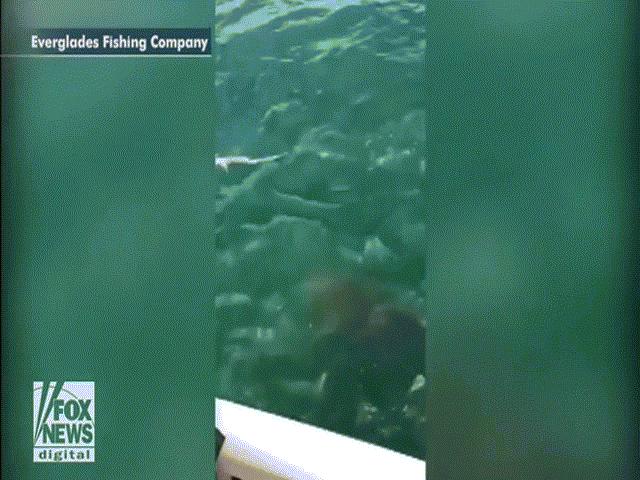 Cá mú quái vật nặng 2 tạ nuốt chửng cá mập trước mặt ngư dân Mỹ