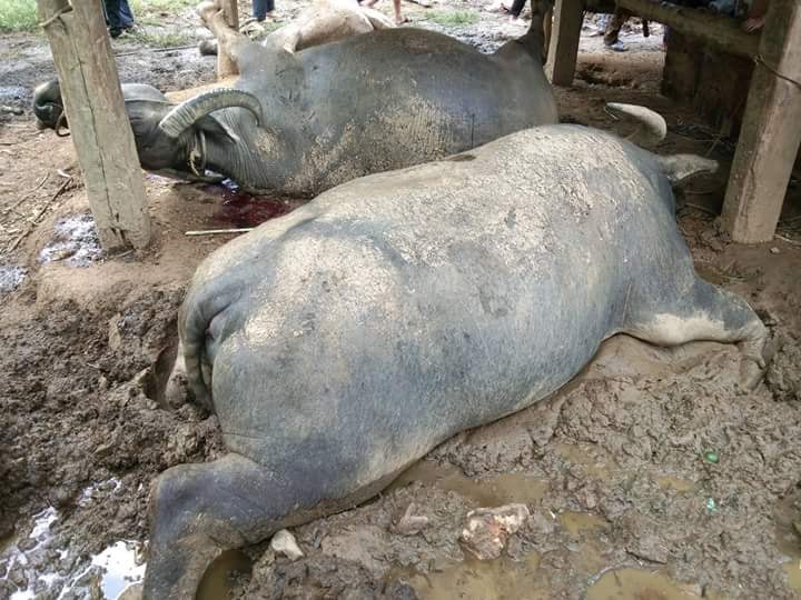 Hãy chiêm ngưỡng bức tranh tuyệt đẹp về sét đánh chết con trâu tưởng nhớ một trong những câu chuyện cổ tích đặc sắc nhất của dân tộc. Bức tranh này đẩy trí tưởng tượng của bạn đến đỉnh cao mới.