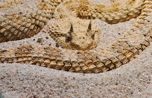 Mặc dù rắn độc có khả năng gây nguy hiểm cho con người, tuy nhiên chúng cũng đem lại sự thú vị cho những người yêu thích thế giới động vật. Hãy cùng xem những hình ảnh thú vị về rắn độc giết người liên quan đến Việt Nam.