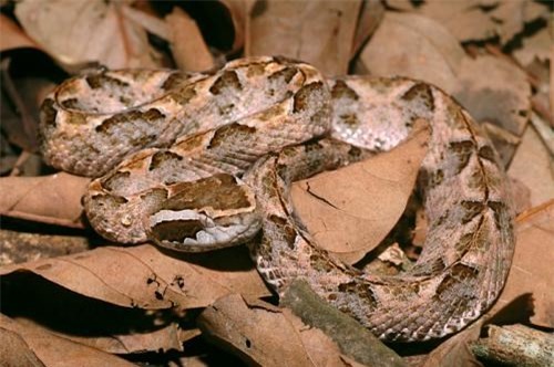 Nếu bạn yêu thích rắn và thích tìm hiểu những loài rắn độc, hãy xem những hình ảnh tuyệt đẹp và đầy thử thách về rắn độc tại Việt Nam.