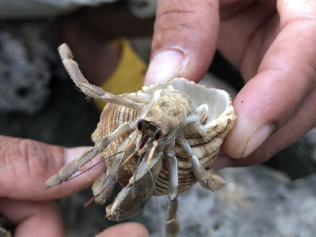 Kỳ công nuôi ốc mượn hồn số lượng khủng làm “thú cưng” ở đảo Lý Sơn