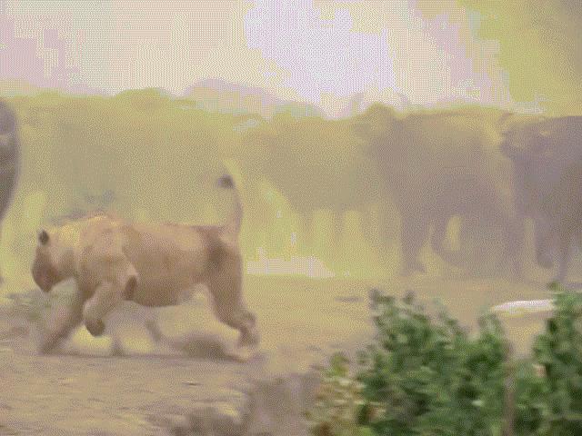 Sư tử hùng hổ đuổi cả đàn trâu và diễn biến không thể ngờ
