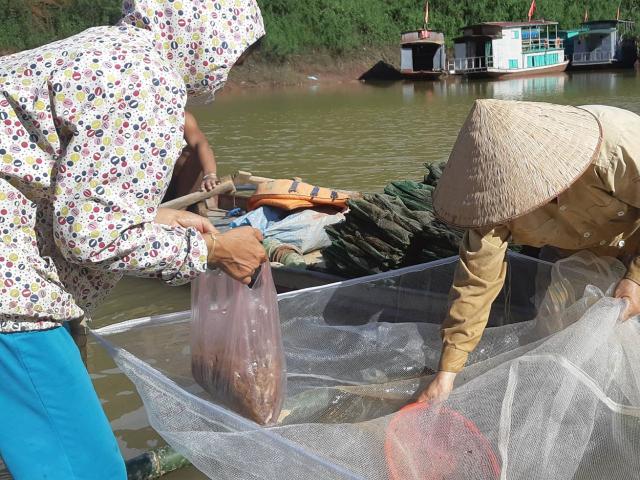 Rong ruổi trên lòng hồ sông Đà, "vớt" tôm tươi nhảy tanh tách