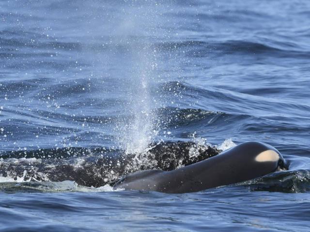 Cá voi sát thủ mẹ đau buồn mang xác con qua đại dương suốt 16 ngày