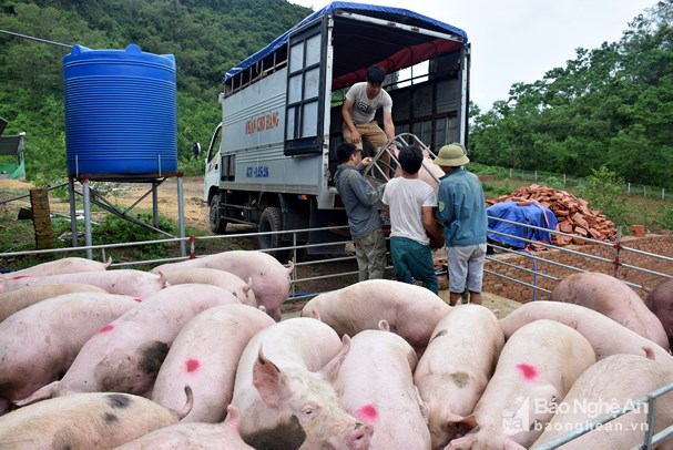 Giá heo hơi hôm nay 11/8: Thương lái \