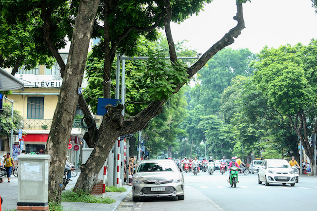 anh: hang loat cay doa do gay tren pho ha noi hinh anh 5