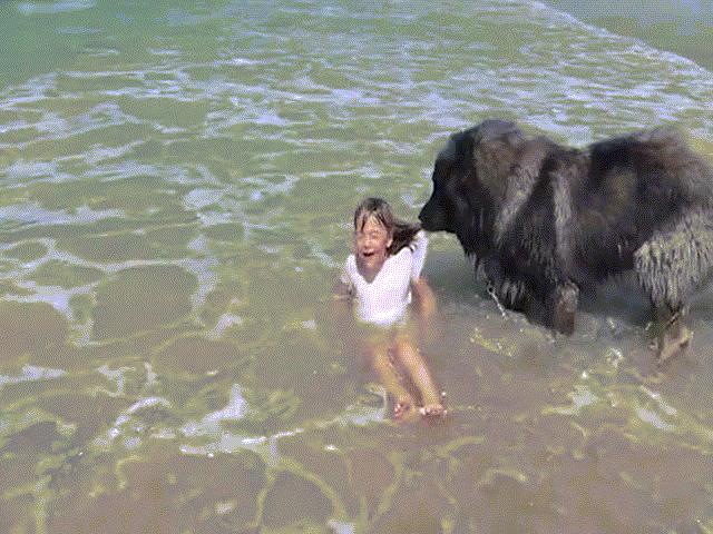 Hành động cảm động của chú chó khi thấy chủ ”gặp nguy” ngoài biển