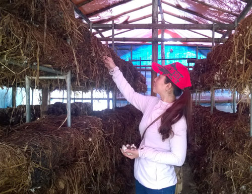 Hiệu quả từ mô hình Xây dựng mô hình trồng nấm linh chi nấm rơm và sản  xuất phân hữu cơ từ giá thể trồng nấm tại huyện Tuy Phong