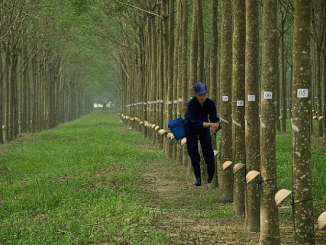 Đại gia Bình Dương “kiếm đậm” từ thanh lý cây ”vàng trắng”