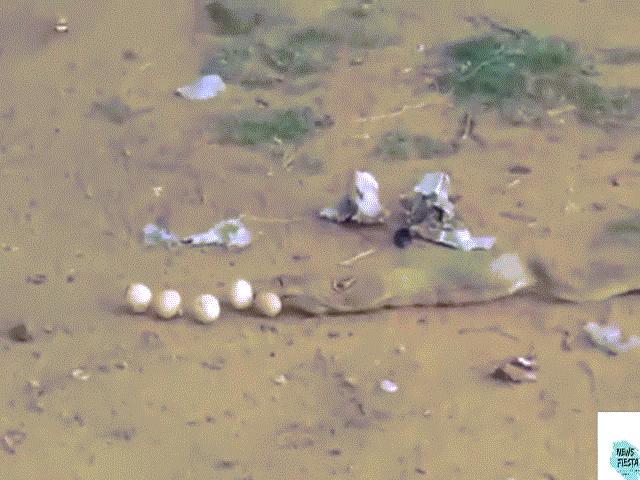 Bị bắt quả tang, rắn hổ mang vặn mình nôn ra 9 quả trứng