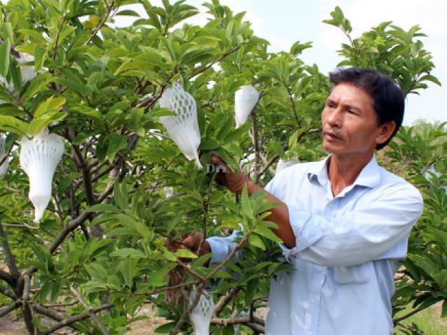 Thiếu liên kết, nhà vườn Tây Ninh chấp nhận bán non mãng cầu