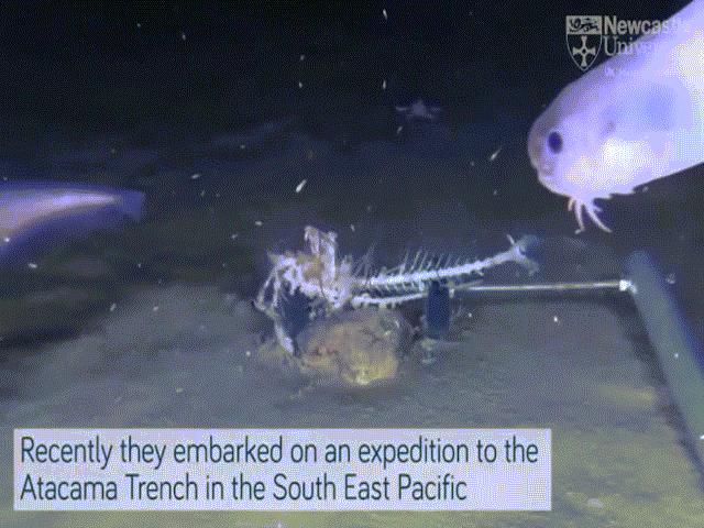 Loài cá “ma” chỉ sống ở độ sâu 7,5km dưới đáy biển, tan chảy khi lên bờ