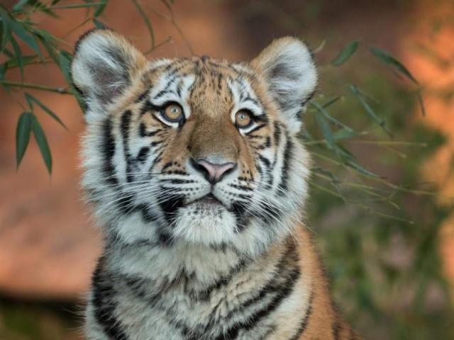 Hổ cái ăn thịt 13 người bị tòa Ấn Độ tuyên án