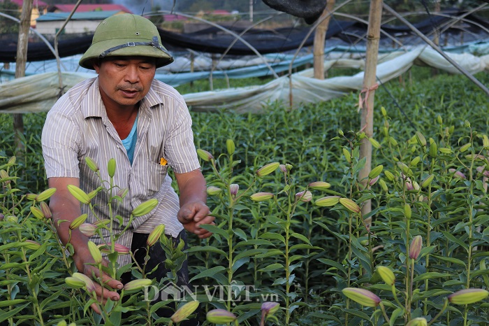 4 mô hình và 120 nông dân với hoa ly