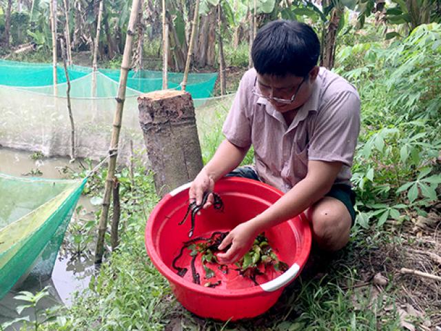 Hậu Giang: Rắn ri cá giống hút hàng, con bé tí cũng tới 80.000 đồng