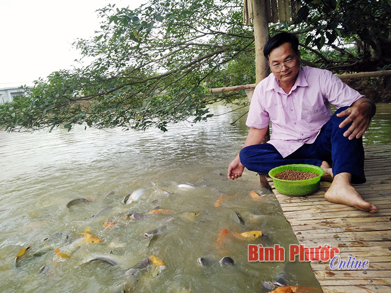 Yên Mô Nuôi cá trên ao nổi cho hiệu quả kinh tế cao  baoninhbinhorgvn