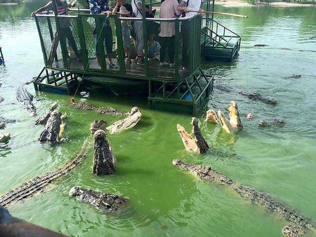 Ghé trang trại ở Thái Lan, thử tài câu cá sấu vừa dữ vừa đói giữa hồ